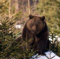 Ловец се хвали със застреляни мечки във 