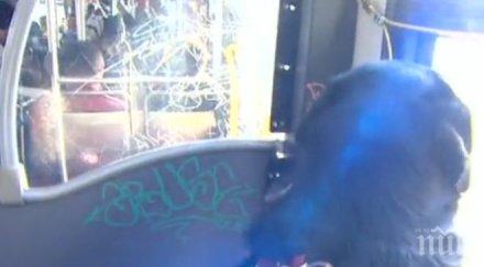 пълен шок лабрадор сиатъл сам ползва градския транспорт разходка парка видео