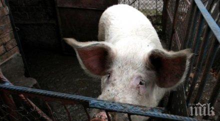 властта извор изригна сме клали прасето кметството магазина