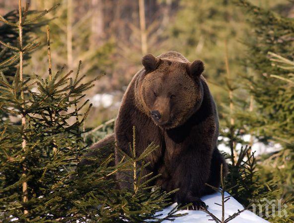 Ловец се хвали със застреляни мечки във Фейсбук
