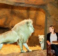 Хотел предлага вана с мечка и вечеря с лъв