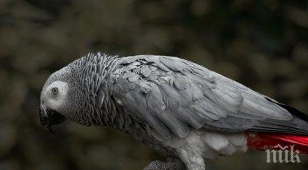 дресьор папагалите отглеждат както дете снимки