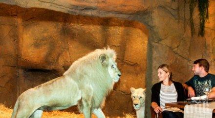 хотел предлага вана мечка вечеря лъв