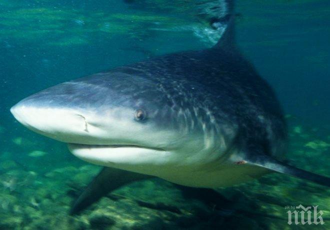 Големи акули затвориха австралийски плажове