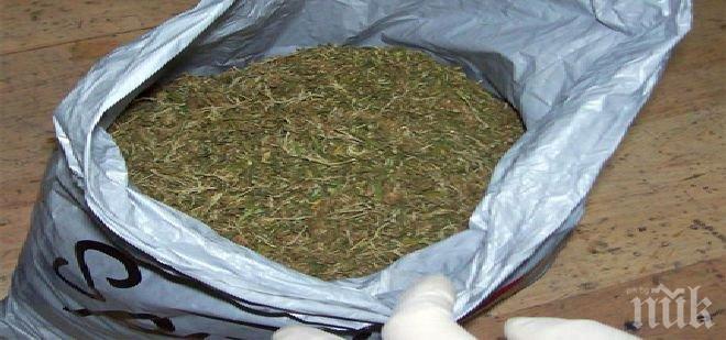 Спипаха двама мъже, отглеждащи канабис в Шумен