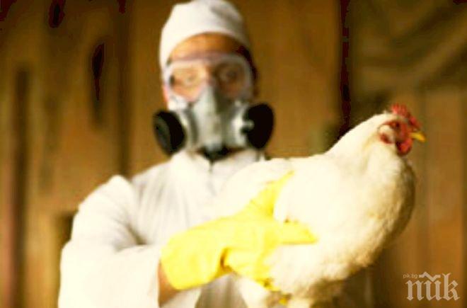 Ликвидират 73 000 кокошки в Япония заради птичи грип
