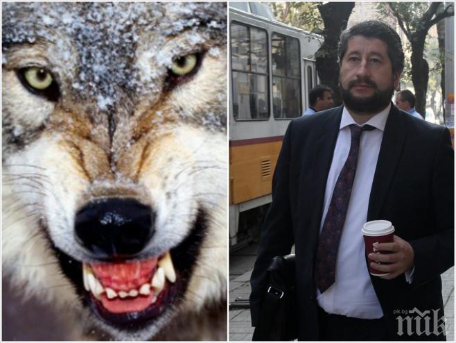 Посмешището Христо Иванов започна да сънува вълци! Г-н министър, вълците са горди и умни животни, не са карикатури като Вас! Подайте си оставката и оставете правителството да диша! 