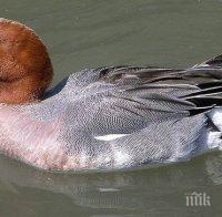 Мъгла пречи да преброят птиците по Дунав