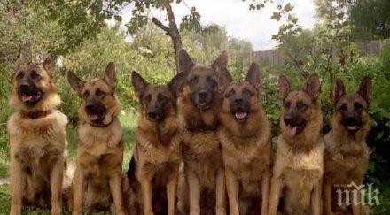 жестоко немски овчарки нахапаха достойнството ром могли познаят