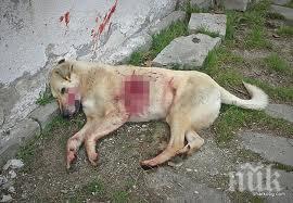 неизвестен гръмна две кучета монтанско