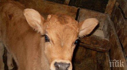 организирана група задигна теленца ломско