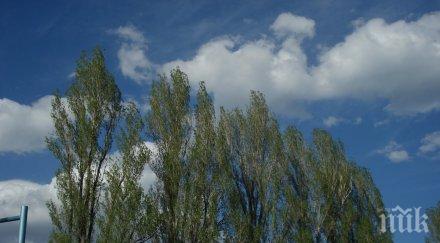 правят оглед опасните тополи добруджа шумен