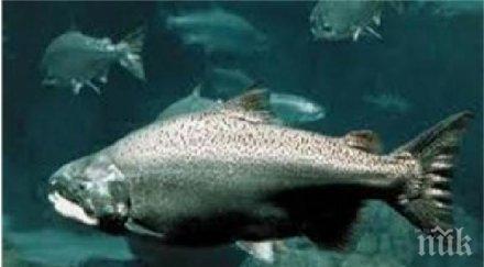 сперма сьомга рециклира редки метали