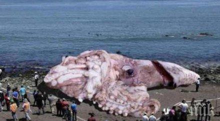 гигантски сепии изплуваха плаж гърция
