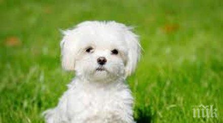 шок милионерка завеща болонката 100 000 долара годишно