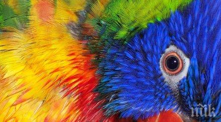 изложба папагали провежда варна