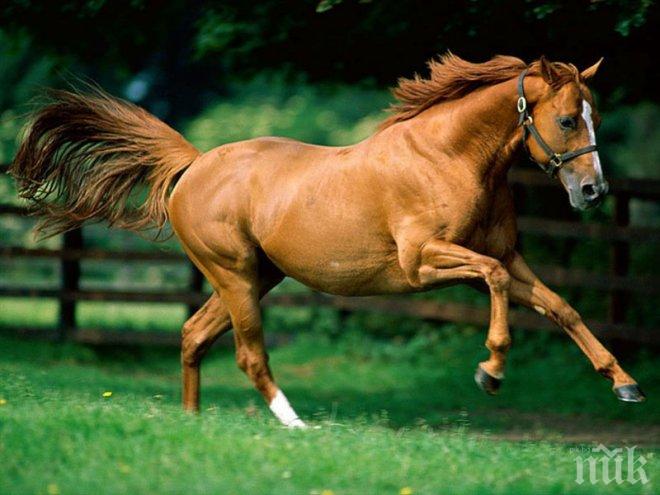 Нелегални кланици разфасоват коне в Разград