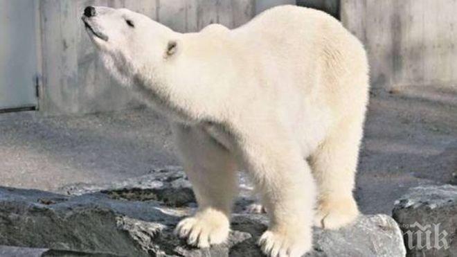 Мъж ще лежи 3 години в затвора за убийство на мечка