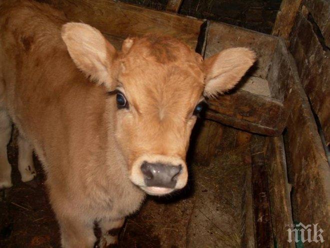 Организирана група задигна 4 теленца в Ломско