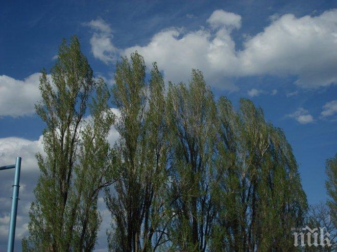 Правят оглед на опасните тополи на ул. “Добруджа” в Шумен