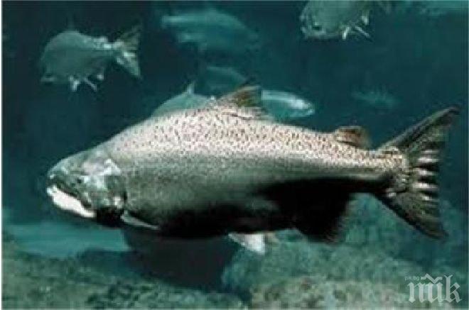 Сперма от сьомга рециклира редки метали