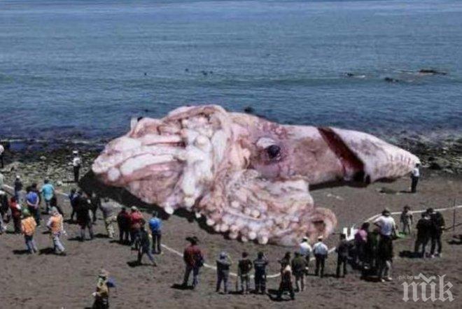 Гигантски сепии изплуваха на плаж в Гърция