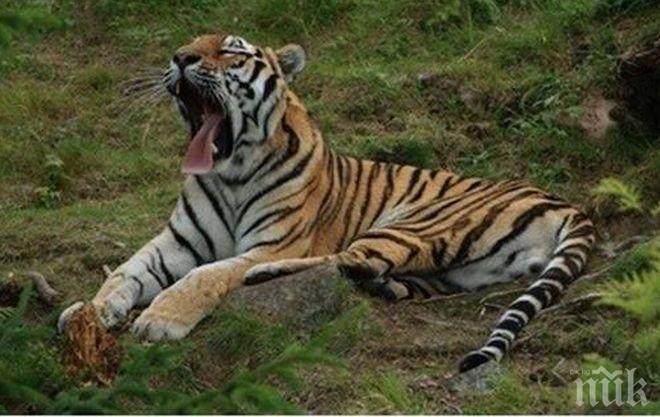 С 1/3 се е увеличила популацията на тигри в Индия 