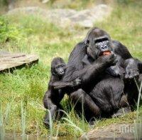 Епидемия! Ебола уби 1/3 от горилите и шимпанзетата в света