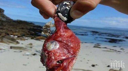 жена откри мистериозна зъбата риба