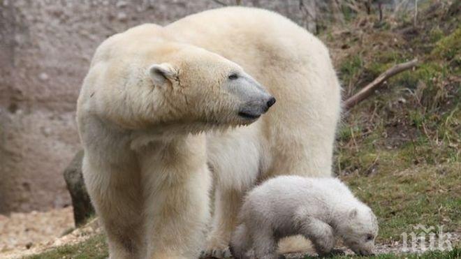 Лапите на белите мечки миришат, твърдят учени


