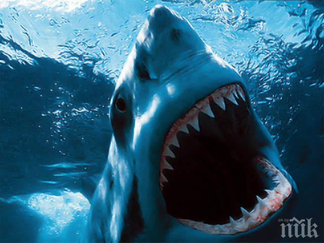 В Австралия уловиха древна акула с 300 зъба