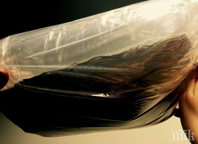 Задържаха два милиона змиорки