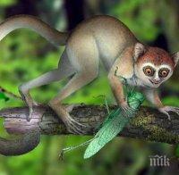 Древните примати живеели по дърветата преди 65 млн. години