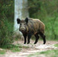 Унищожиха 400 килограма месо от диви свине