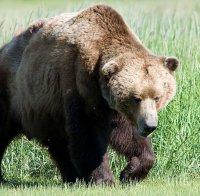 Заснеха хималайска мечка, 