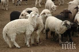 хванаха група крала агнета