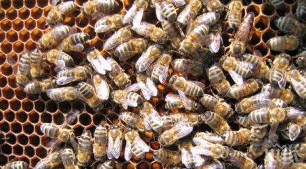 гладна смърт пчелите резки промени времето