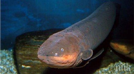 процент задържаните милиона змиорки оцеляха