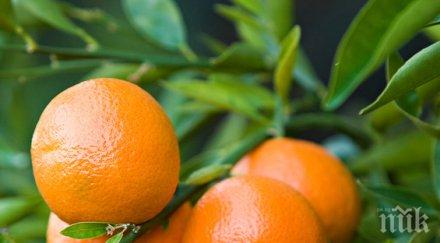 вижте цели причини ядете често мандарини