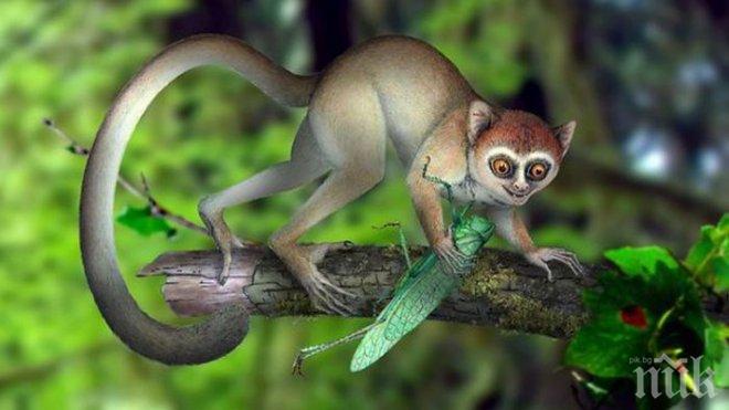 Древните примати живеели по дърветата преди 65 млн. години