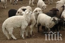 Хванаха група, крала агнета 