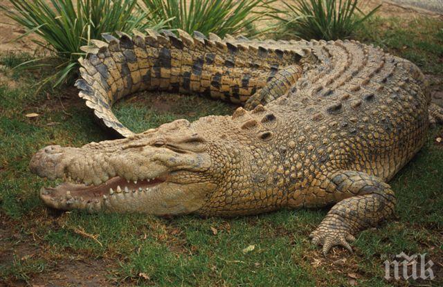Нилски крокодил плаши в Пловдивския музей