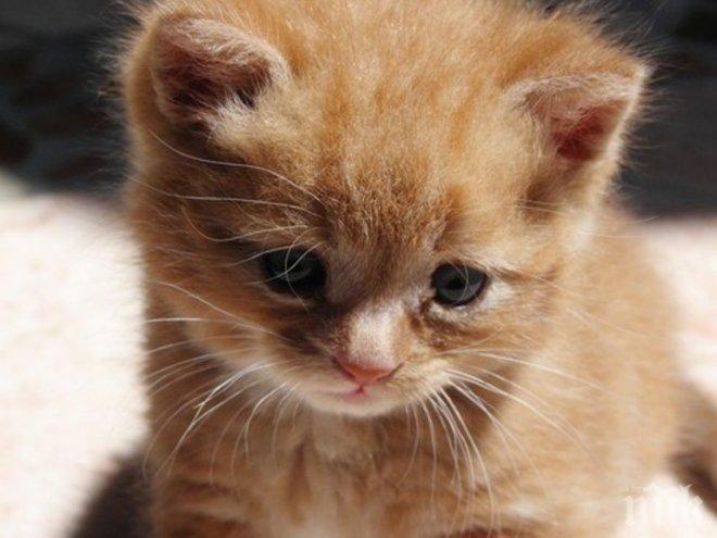 Коте оцеля, след като живя 6 седмици в комин