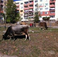 Организации продължават да протестират срещу промените в Закона за защита на животните