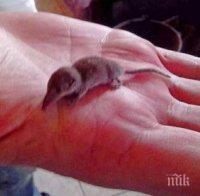 Находка! Откриха най-малкия бозайник в света в поморийското село Медово