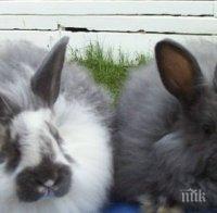 Ловци се заразиха с туларемия от зайци в Стара Загора