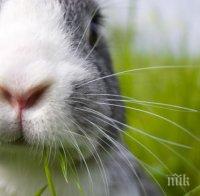 Диви зайци нападнаха Австралия