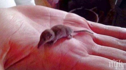 находка откриха малкия бозайник света поморийското село медово