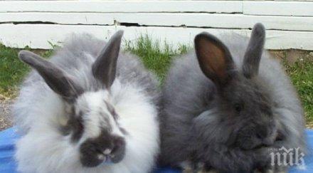 ловци заразиха туларемия зайци стара загора