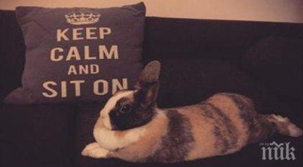 вижте зайчето поли генова снимка